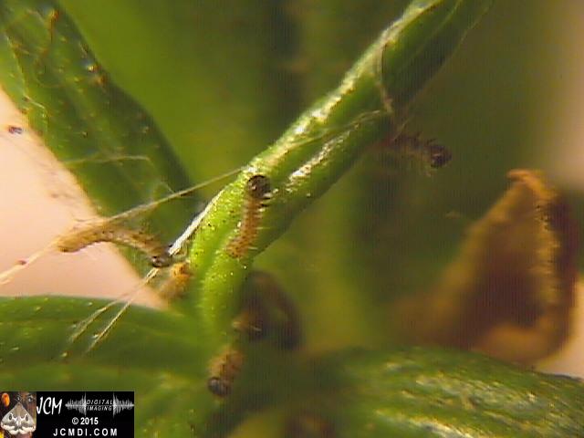Chalcedon Checkerspot (Euphydryas chalcedona) newly-hatched larvae
